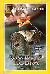 Обложка Фильм National Geographic. Королевская кобра