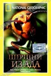 Обложка Фильм National Geographic. Шершни из ада (Hornets from hell)