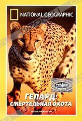 Обложка Фильм National Geographic. Гепард: cмертельная охота (Cheetans: the deadly race)