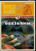 Обложка Фильм Мир животных: Обезьяны