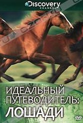 Обложка Фильм Discovery: Идеальный путеводитель: Лошади (Ultimate guide: horses)