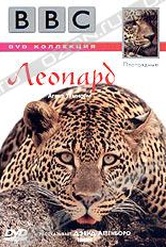Обложка Фильм BBC: Плотоядные. Леопард (Leopard)
