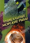 Обложка Фильм Уникальные морские рыбы
