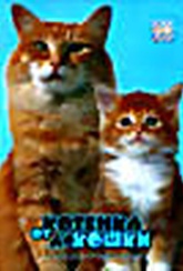 Обложка Фильм От котенка до кошки
