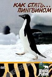 Обложка Фильм Animal Planet: Как стать... пингвином (Growing up...: the penguin)