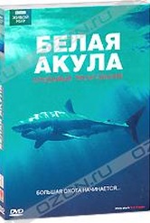 Обложка Фильм BBC: Белая акула. Кровавый треугольник (White shark. red triangle)