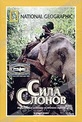 Обложка Фильм National Geographic Сила слонов (Elephant power)