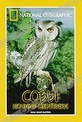 Обложка Фильм National Geographic. Совы: Ночные охотники (Owls: silent hunters)