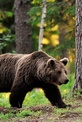 Обложка Фильм Программа «О медведях»