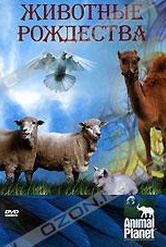 Обложка Фильм Animal Planet. Животные Рождества (Animals of the nativity)