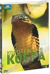 Обложка Фильм BBC: Королевская кобра (King cobra & i)