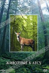 Обложка Фильм Животные в лесу