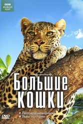 Обложка Фильм BBC Большие кошки Леопард-невидимка / Львы пустыни (Invisible leopard / desert lions, the)