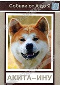 Обложка Фильм Собаки от А до Я: Акита-ину