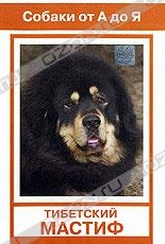 Обложка Фильм Собаки от А до Я: Тибетский мастиф