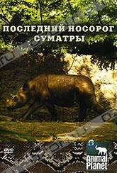 Обложка Фильм Animal Planet: Последний носорог Суматры (Animal planet: the last rhino)