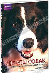 Обложка Фильм BBC: Секреты собак (Secret life of the dog)