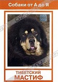 Обложка Фильм Собаки от А до Я: Тибетский мастиф